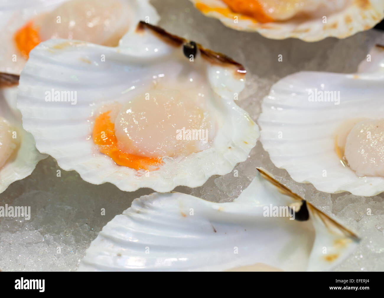 Raw scallops in their shells, displayed on a bed of ice Stock Photo Alamy