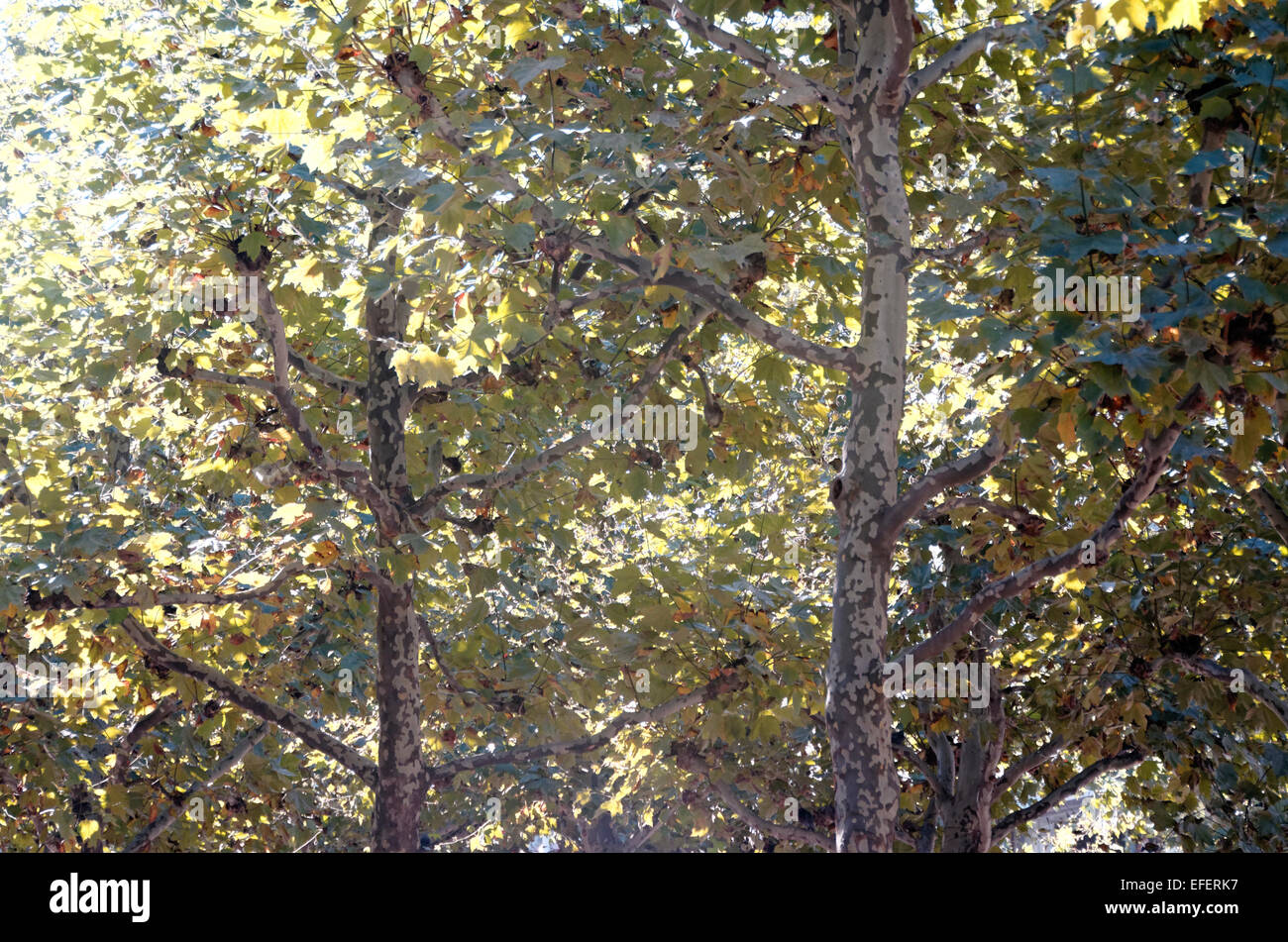 Autumn trees backlit Stuttgart Germany contra-jour Stock Photo