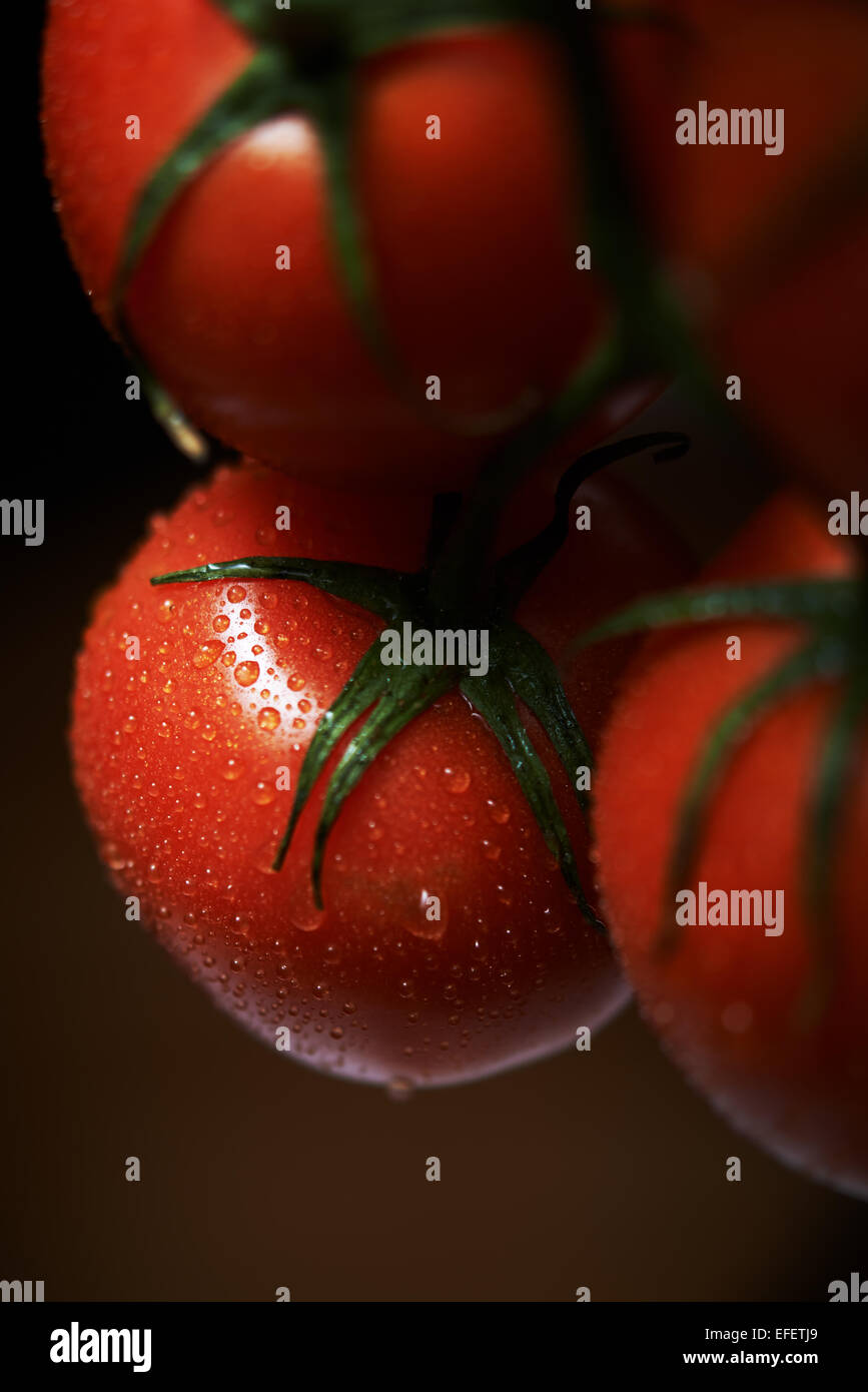 Tomato dramatically lit with water droplets hanging from the vine Stock Photo