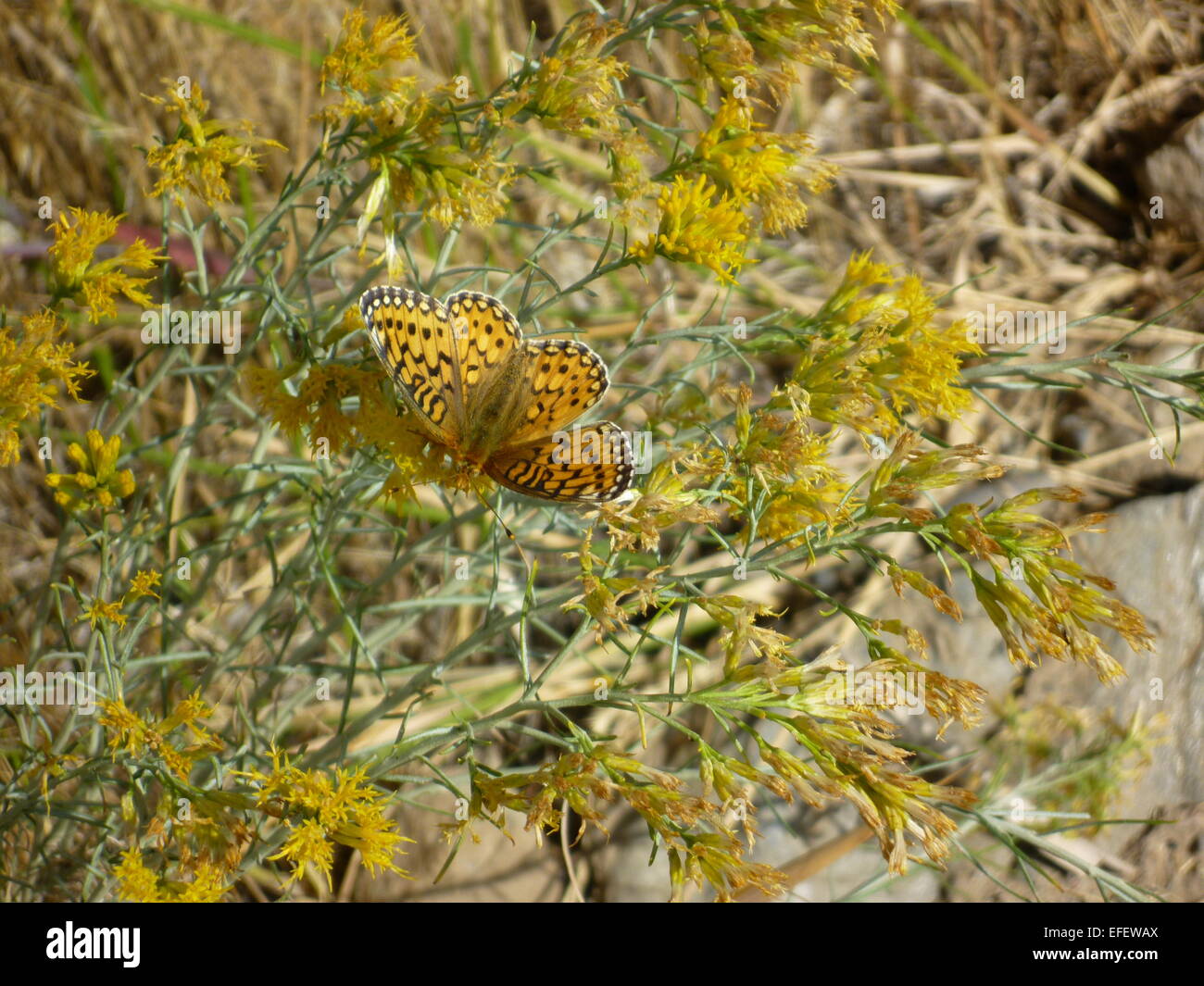 Monarch butterfly in Florida Stock Photo Alamy