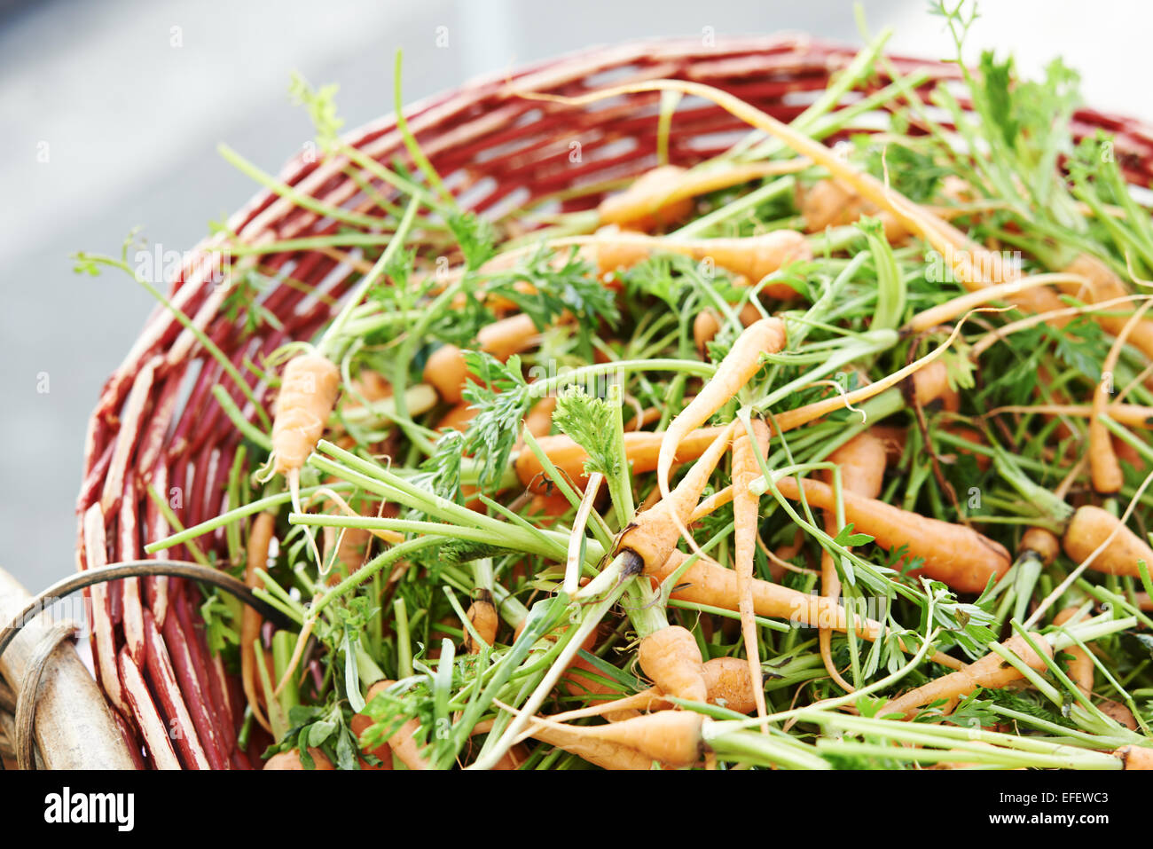 Baby carrots with green stems in red basket at farmers market Food Photography Stock Photo