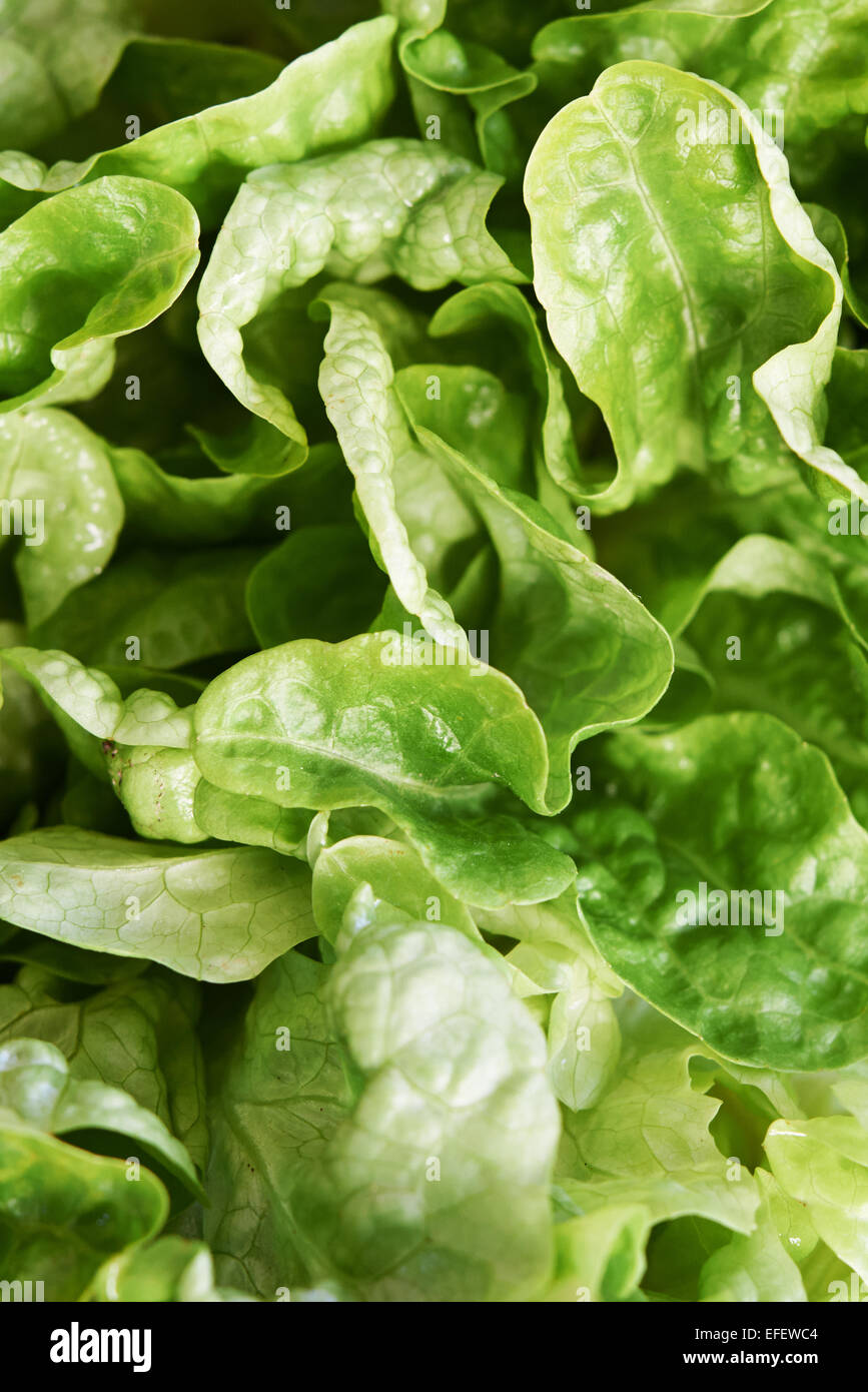 Leafy Greens with natural light at Farmers Market. Close up Stock Photo