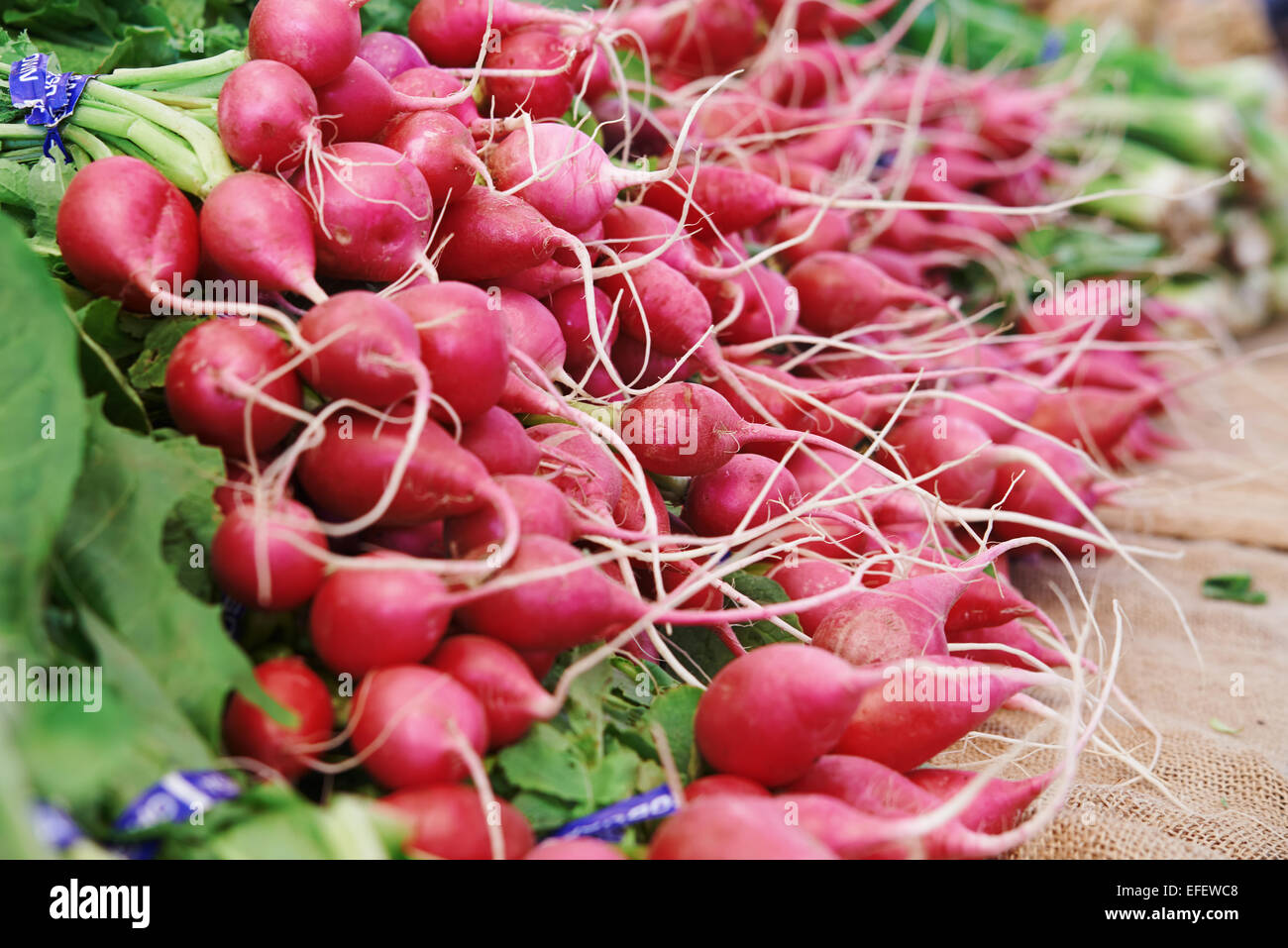 Radishes at a farmers market all lined up and shot from the side Stock Photo