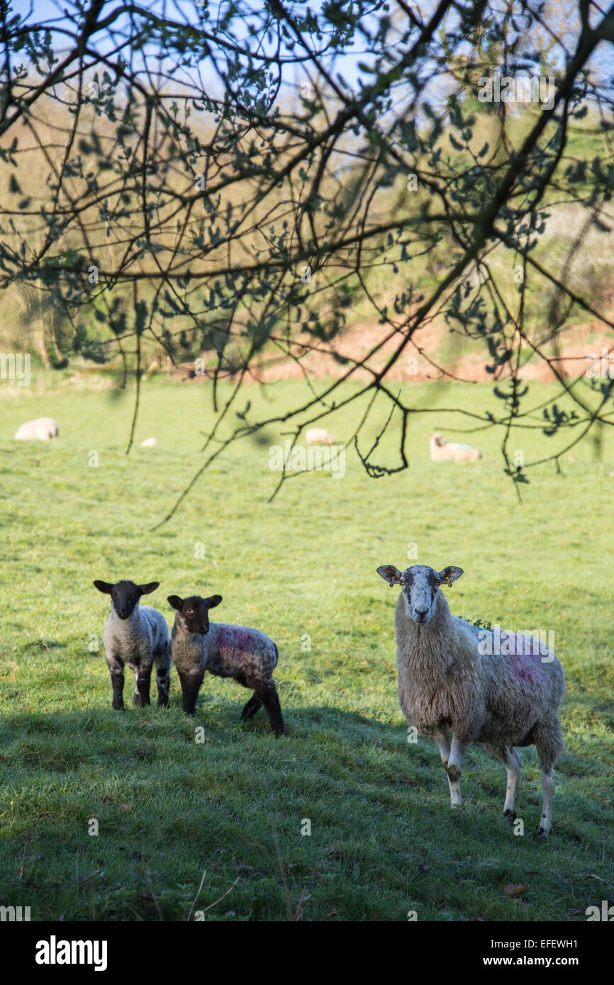 New born lambs and mother sheep beneath a tree in a field Stock Photo ...