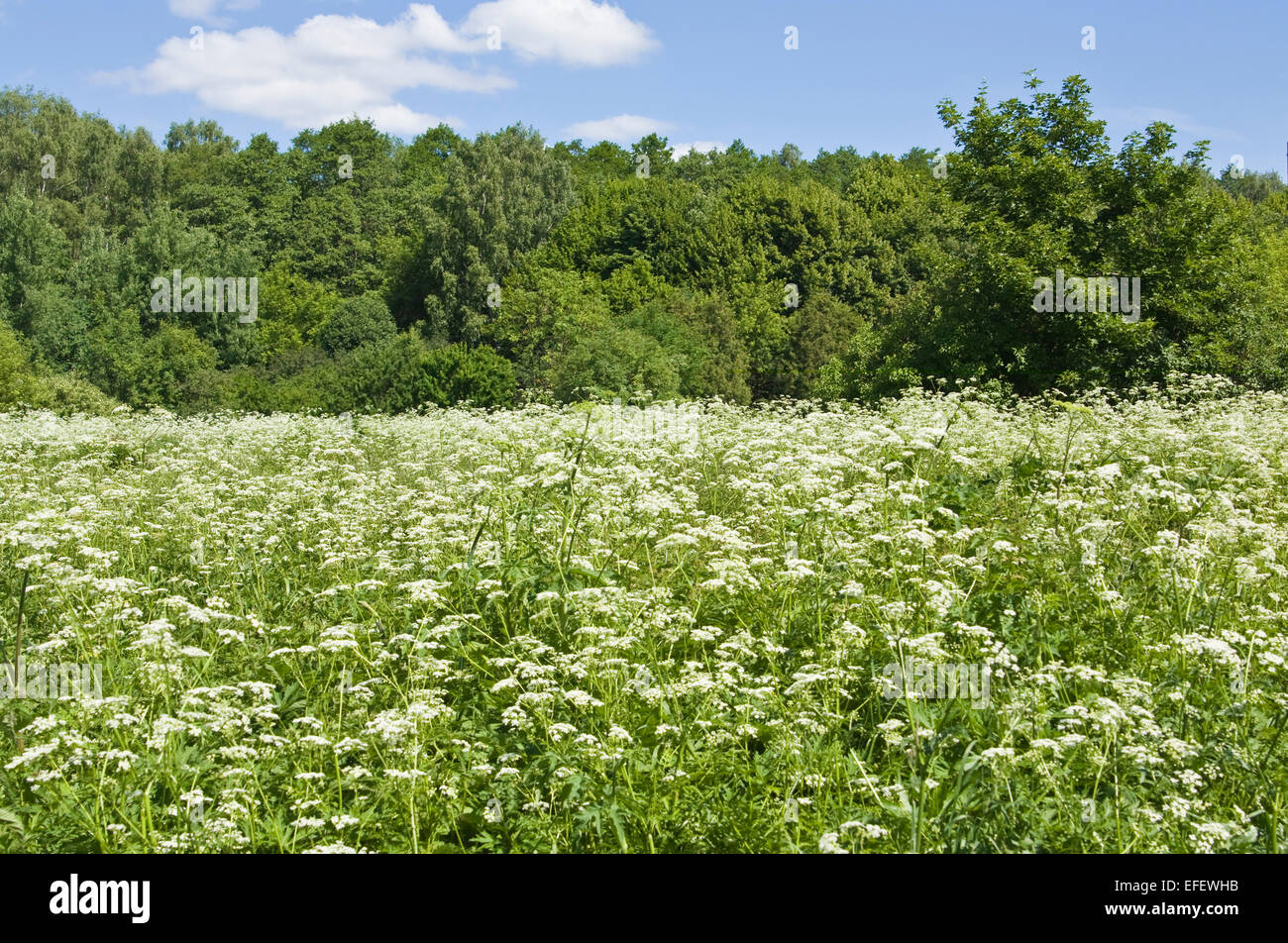 Summer landscape - meadow in blossom with parsnip flowers and forest ...