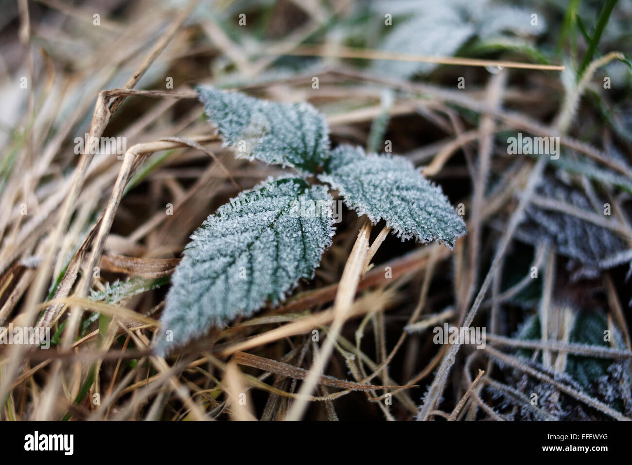 Brambles hires stock photography and images Alamy