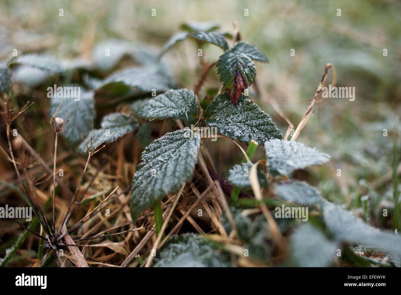 Brambles covered in a morning frost. Stock Photo