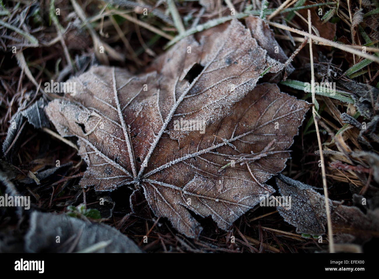 A fallen sycamore leaf covered in a morning frost. Stock Photo