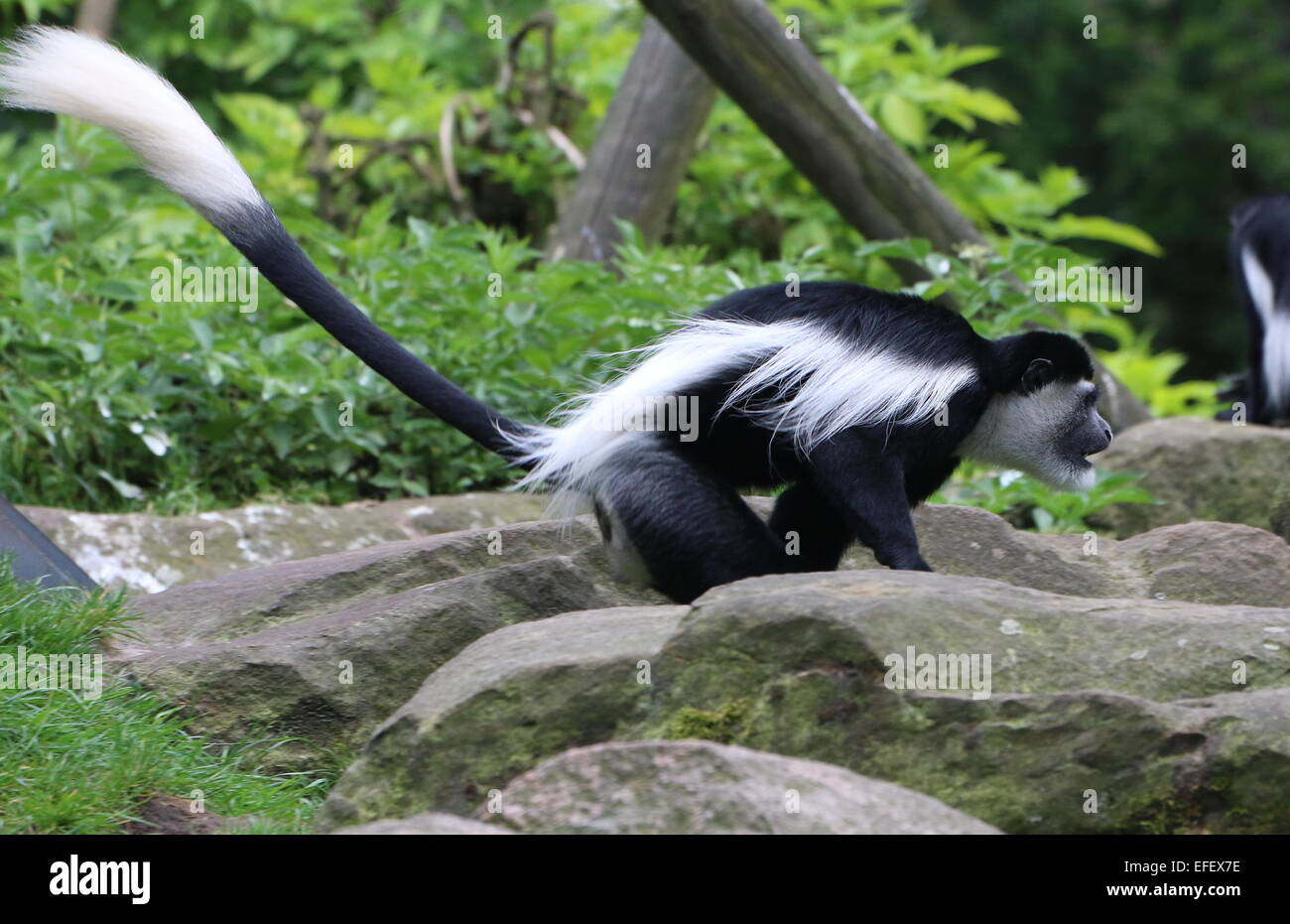 Close-up of an African Mantled guereza or (eastern black-and-white) Colobus monkey (Colobus guereza) pursuing a rival Stock Photo