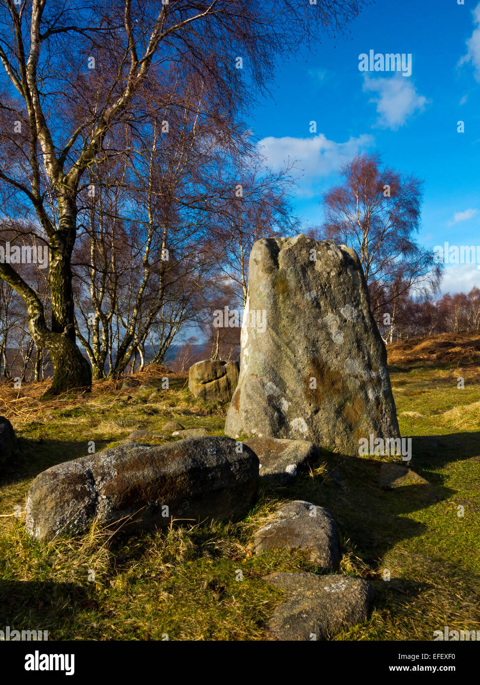 Rock formations and Silver birch Betula pendula trees on Froggatt Edge ...