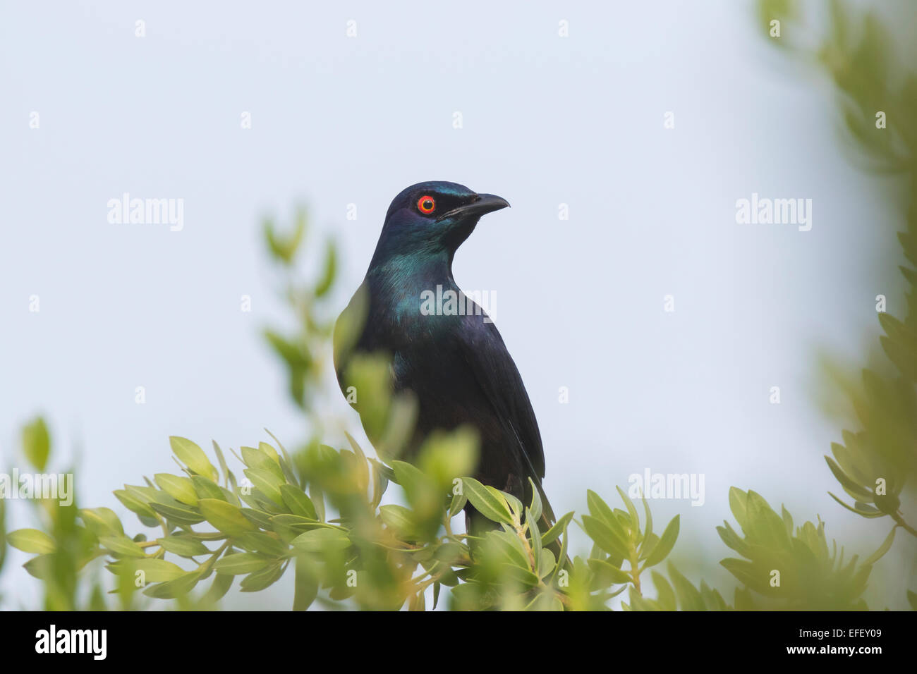 Close-up of a Black-bellied Glossy Starling (Notopholia corrusca), a spectacular colored bird, perched in a tree Stock Photo