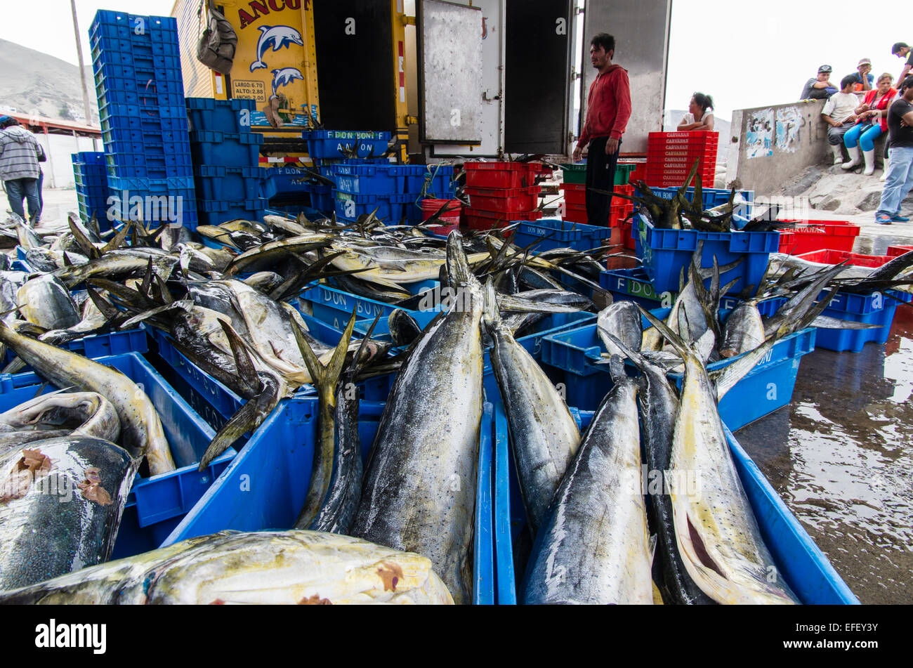 Fishing (MahiMahi fish,Coryphaena Hippurus) unloading at Ancón port