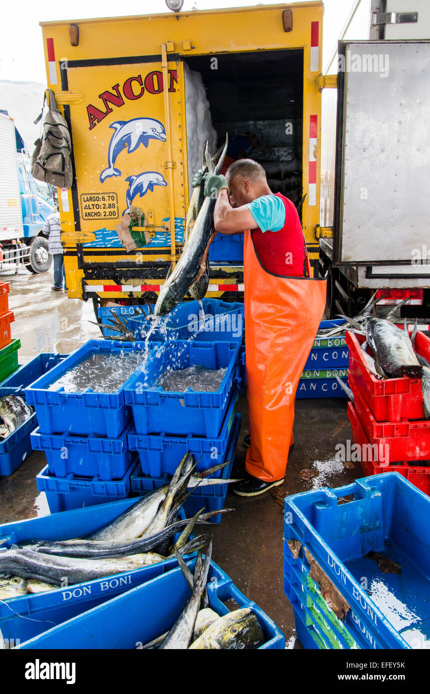 Fishing (MahiMahi fish,Coryphaena Hippurus) unloading at Ancón port