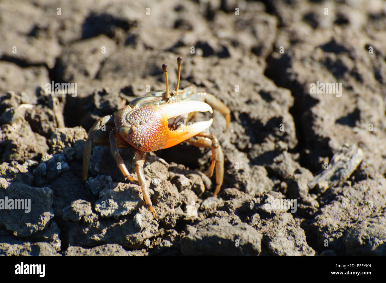 D'Urville's Fiddler Crab in the tidal zone Stock Photo