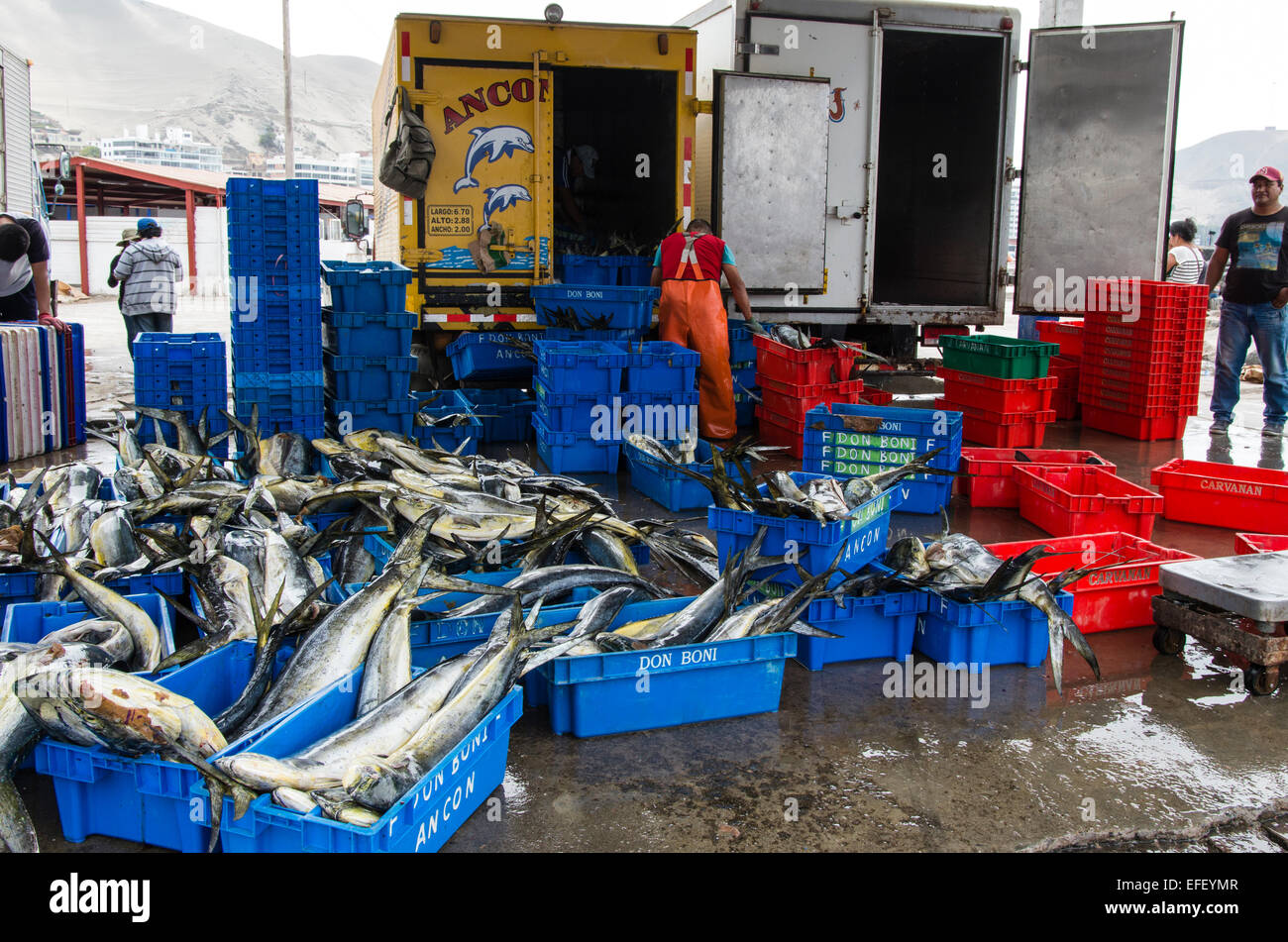 Fishing (MahiMahi fish,Coryphaena Hippurus) unloading at Ancón port
