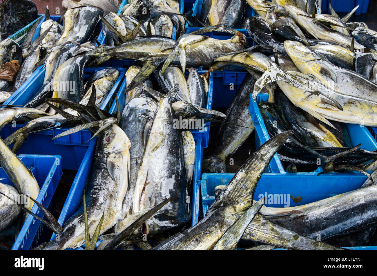 Fishing (MahiMahi fish,Coryphaena Hippurus) unloading at Ancón port