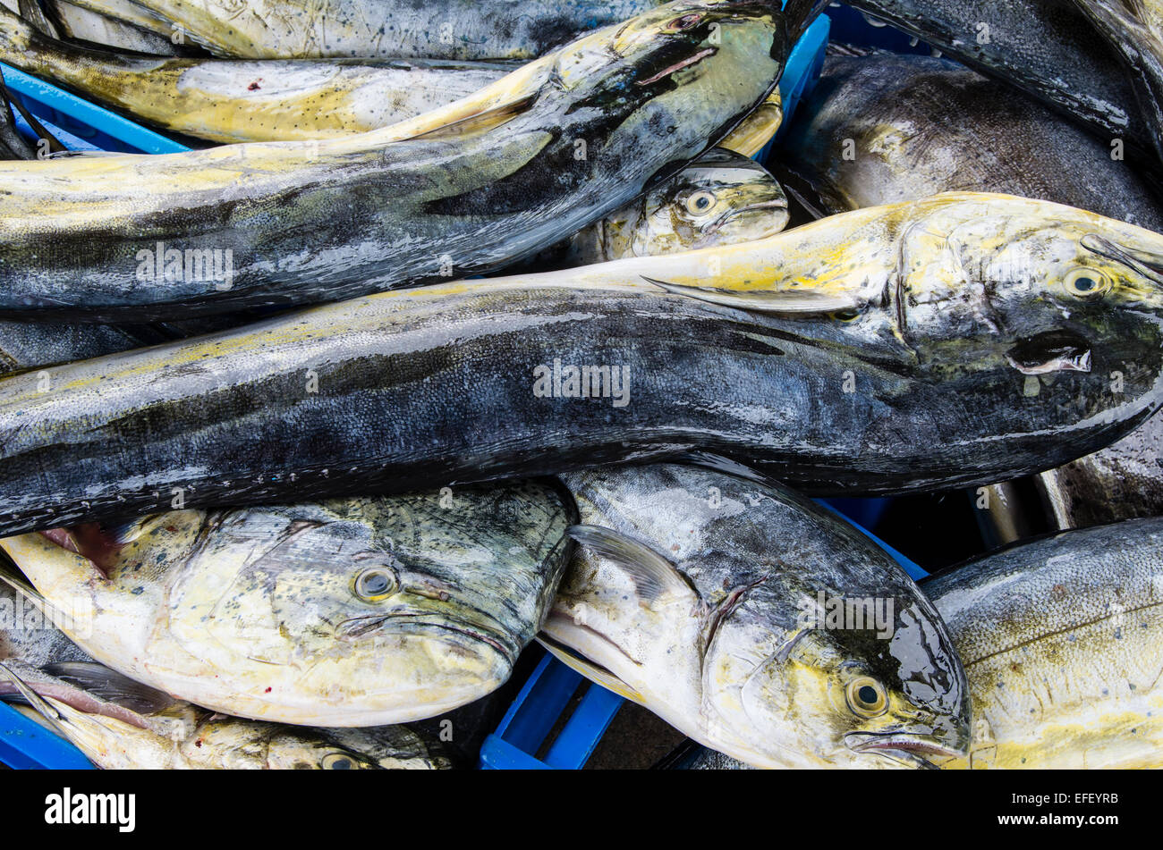 Fishing (MahiMahi fish,Coryphaena Hippurus) unloading at Ancón port