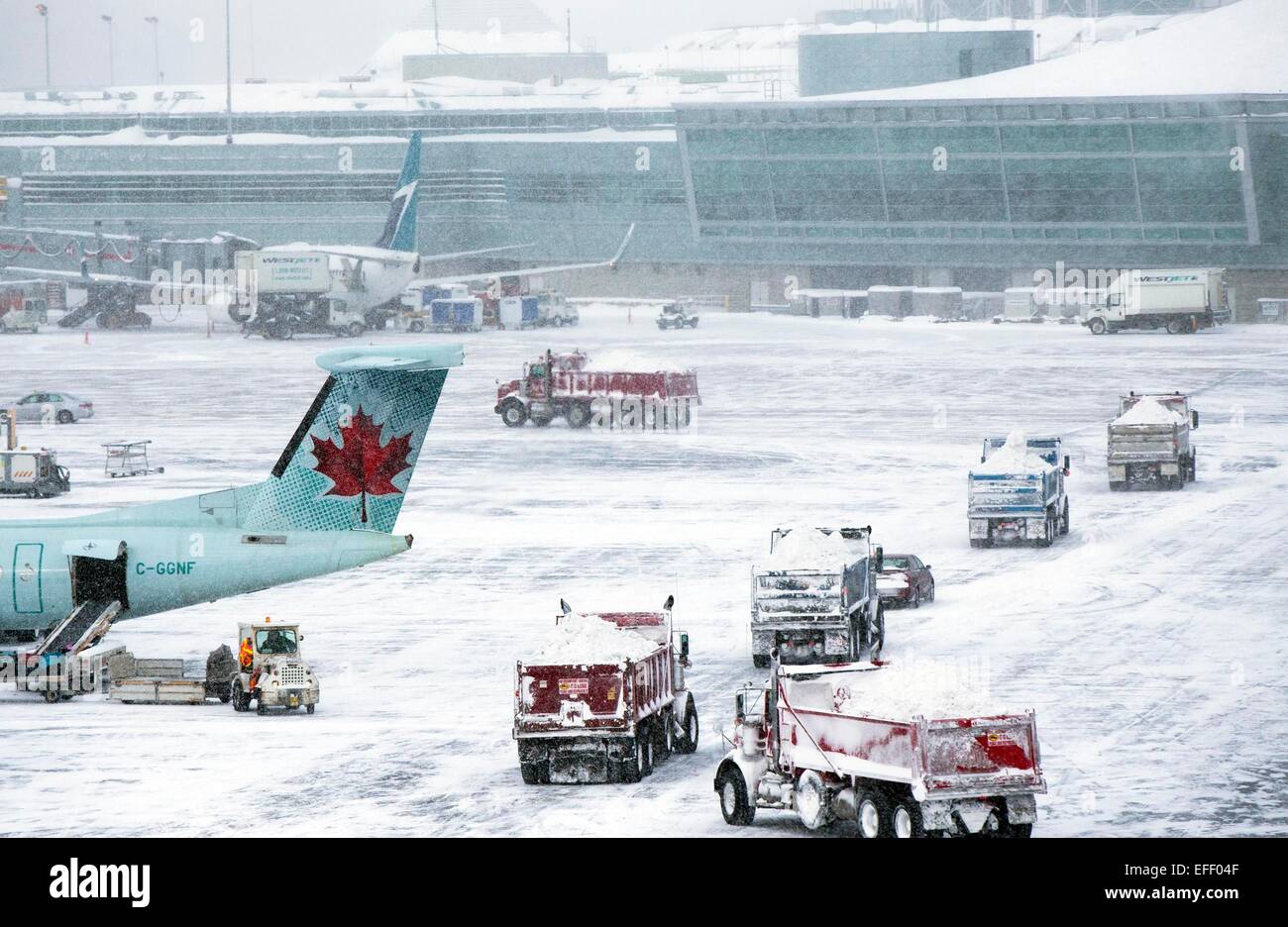 Toronto, Canada. 2nd Feb, 2015. Dump trucks remove snow from Pearson