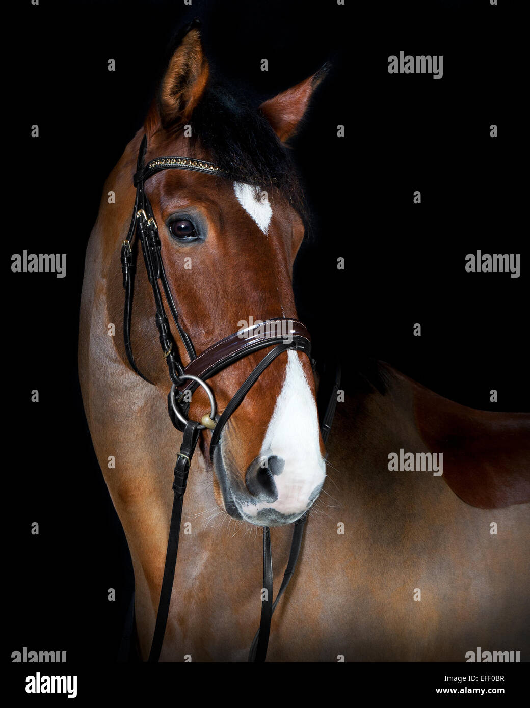 German riding horse in studio portrait, black background Stock Photo