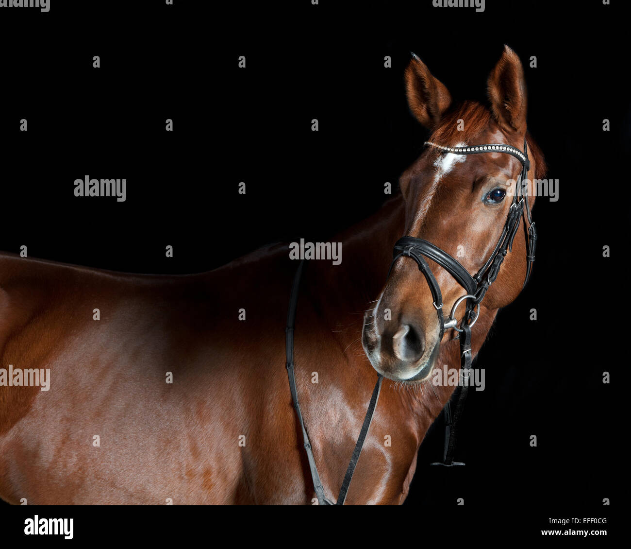German riding horse in studio portrait, black background Stock Photo