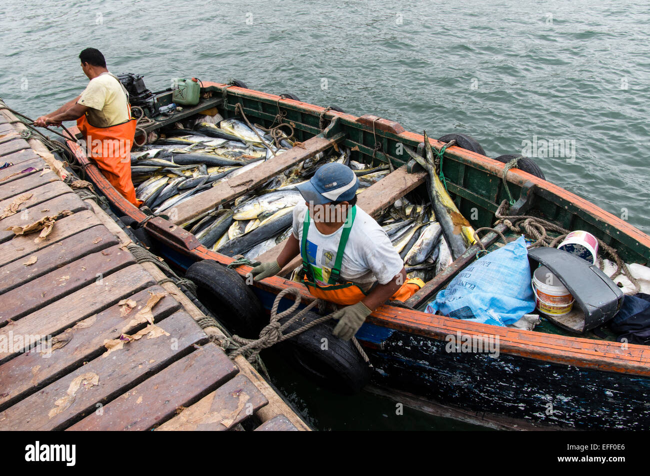 Fishing (MahiMahi fish,Coryphaena Hippurus) unloading at Ancón port