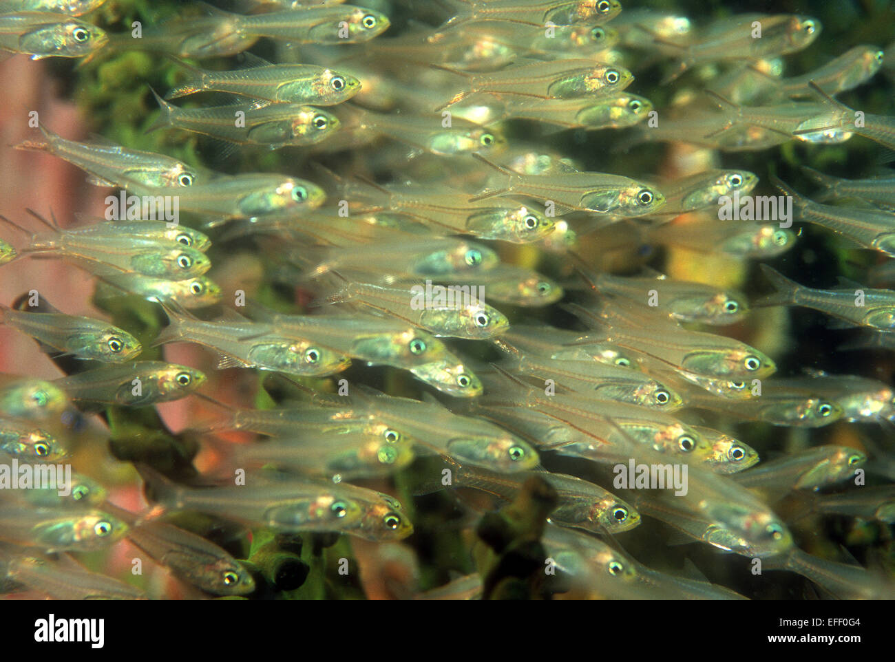 A school of glassfish photographed in the Eastern Fields, Papua New Guinea Stock Photo