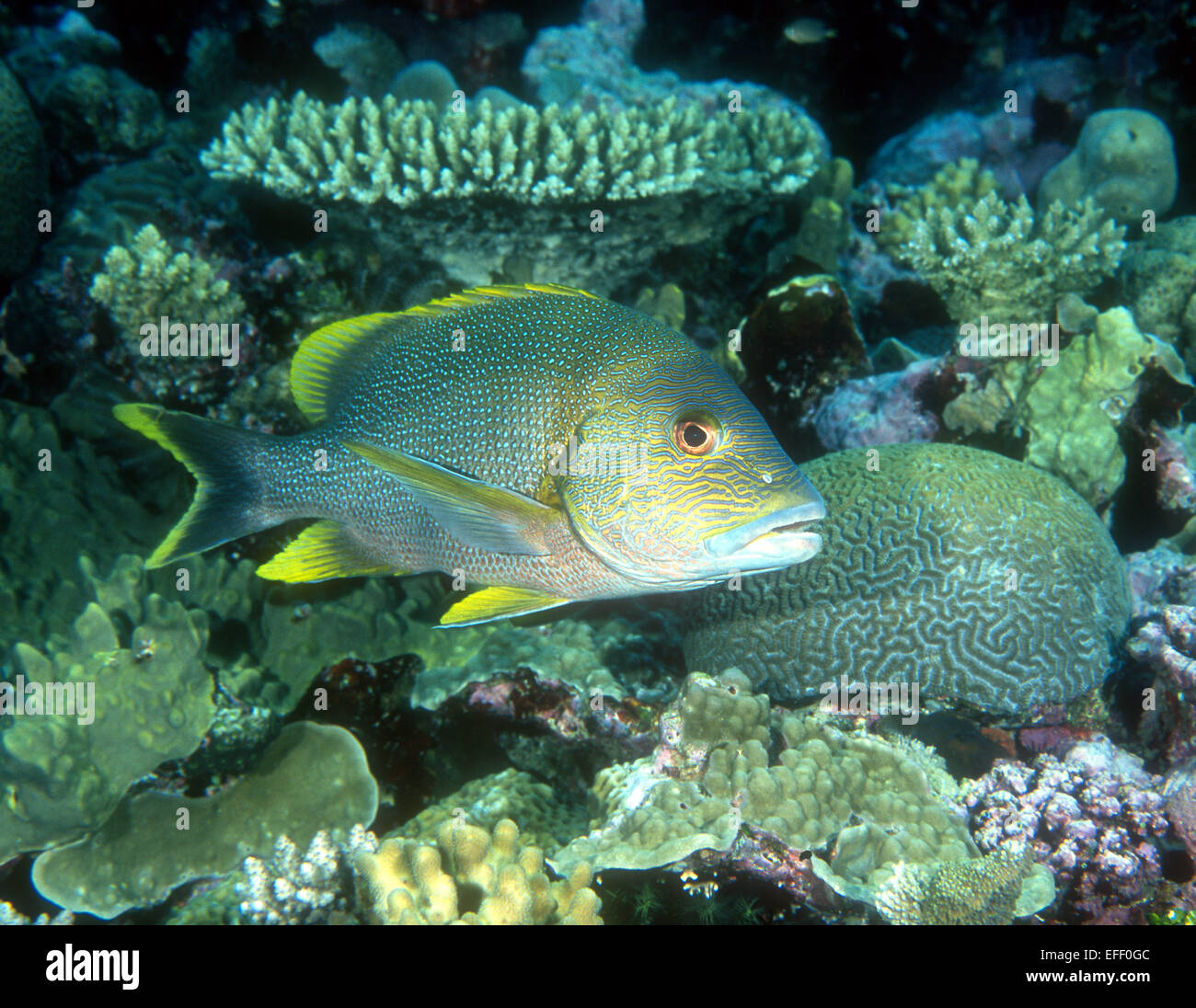 A scribbled snapper photographed in the Eastern Fields, Papua New Guinea Stock Photo