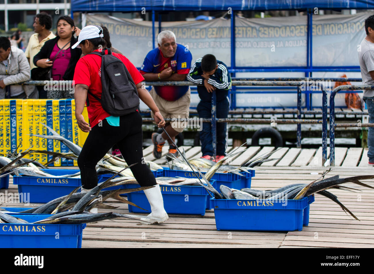 Fishing (MahiMahi fish,Coryphaena Hippurus) unloading at Ancón port