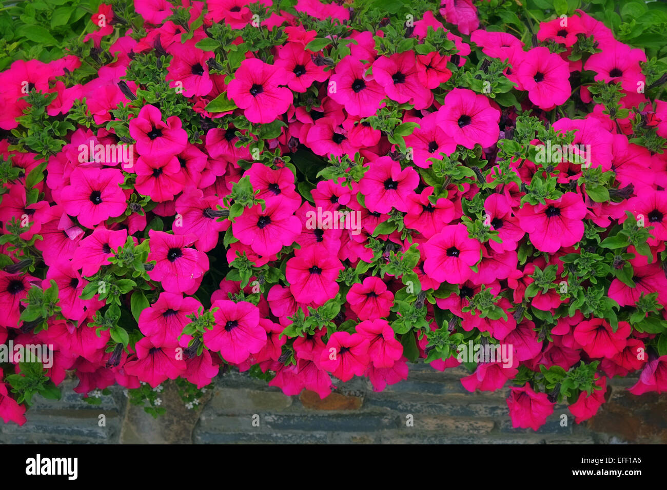 Petunia flower display outdoor window box Ireland Stock Photo - Alamy