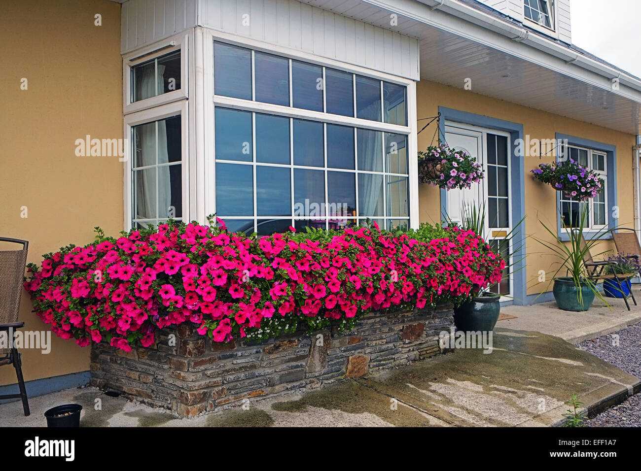 Petunia flower displays outdoor window box Ireland Stock Photo