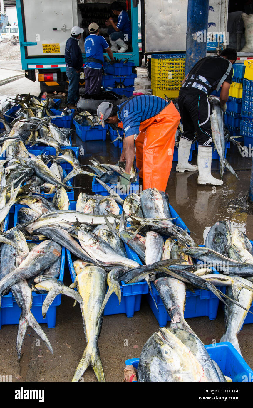 Liima Fish Fishing (Mahi-Mahi fish,Coryphaena Hippurus) unloading at Ancón port ...