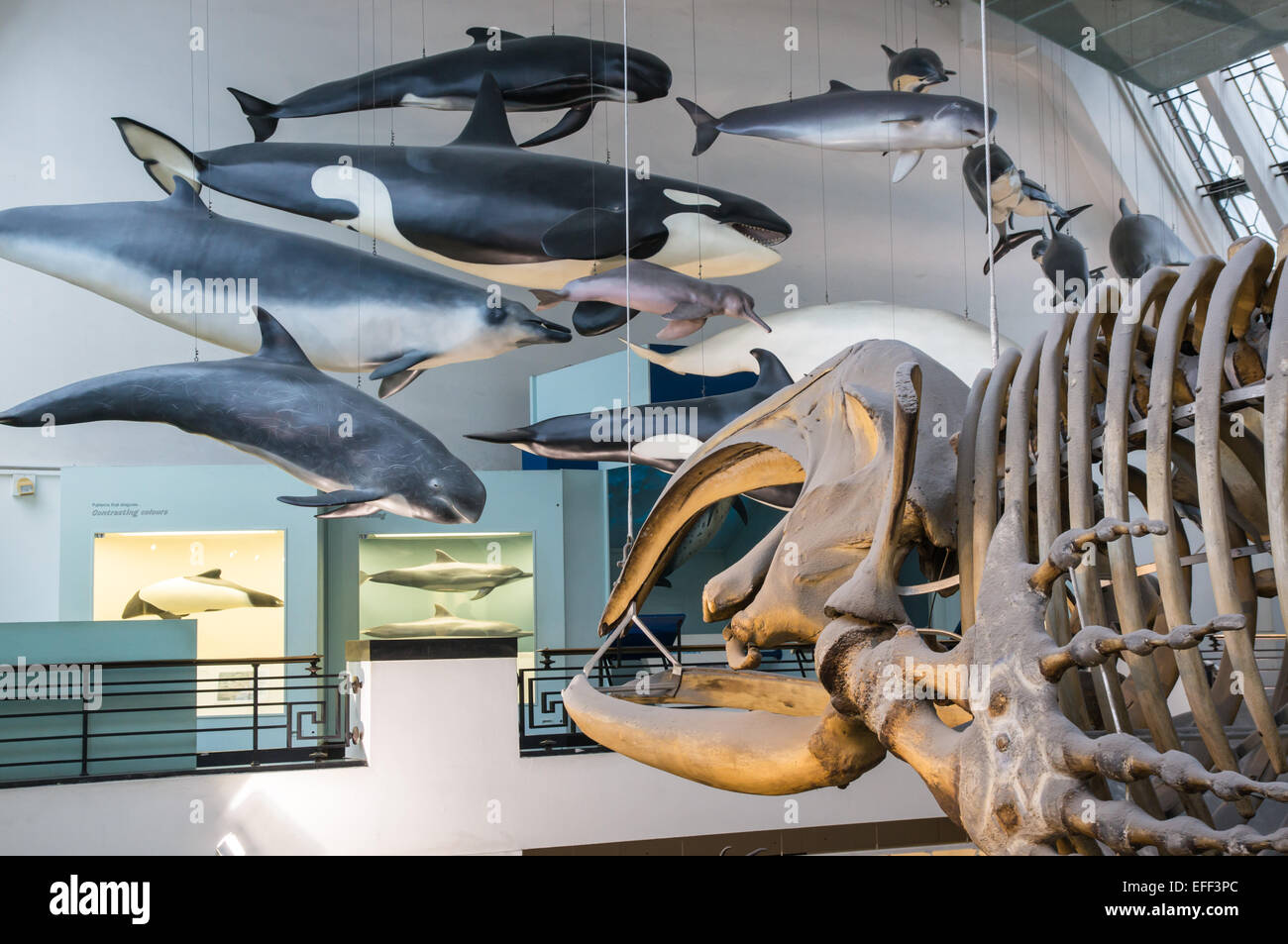 Mammal collection with whale skeleton in the Natural History Museum in London England United Kingdom UK Stock Photo