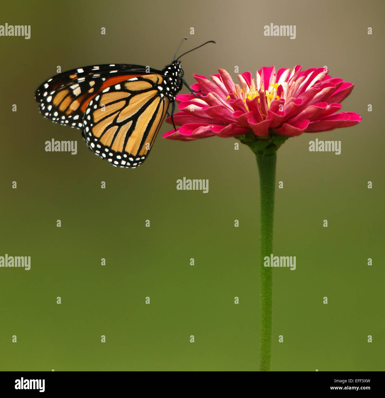 Monarch butterfly on zinnia flower hi-res stock photography and images ...