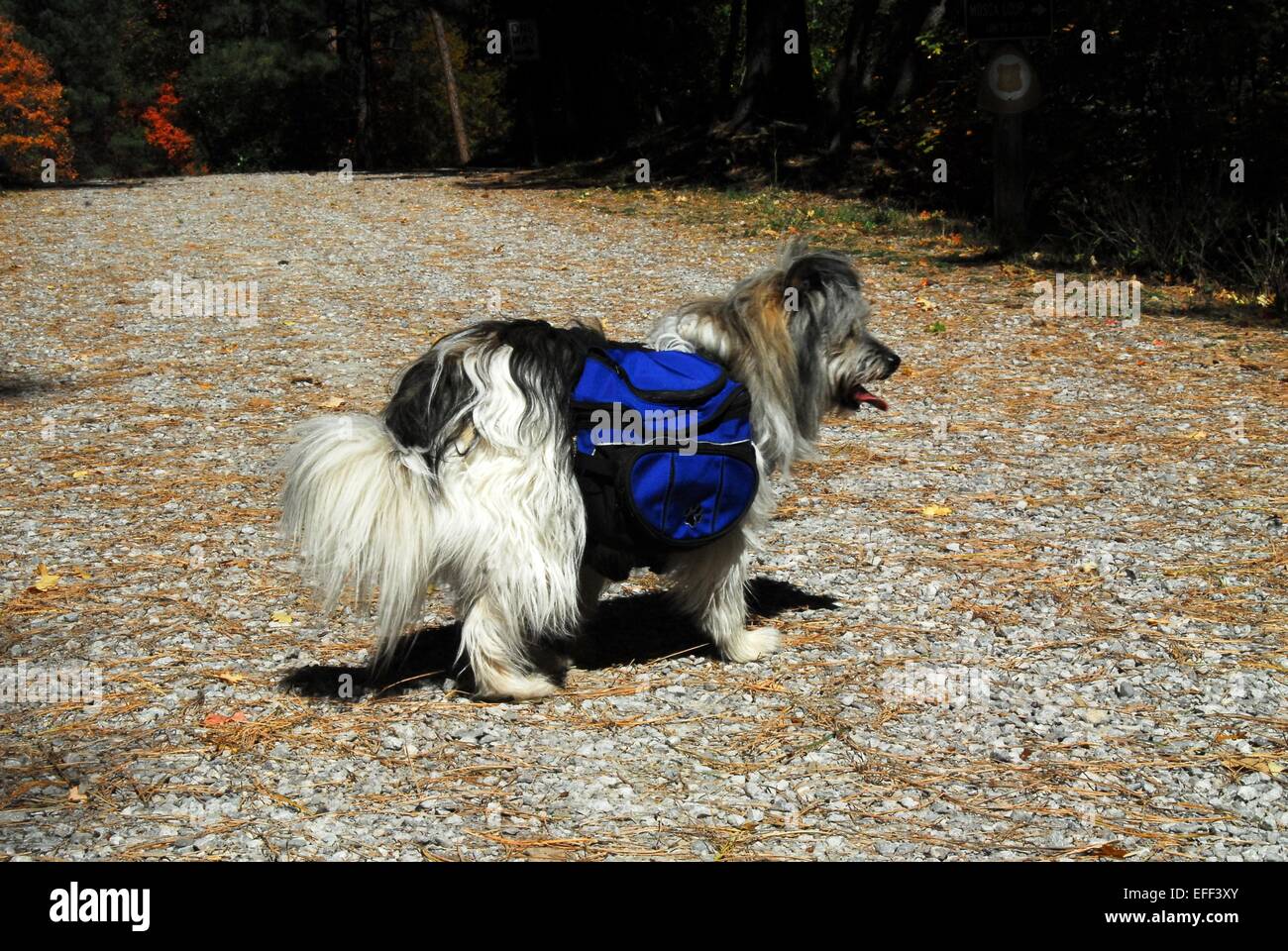 Tajique campground hires stock photography and images Alamy