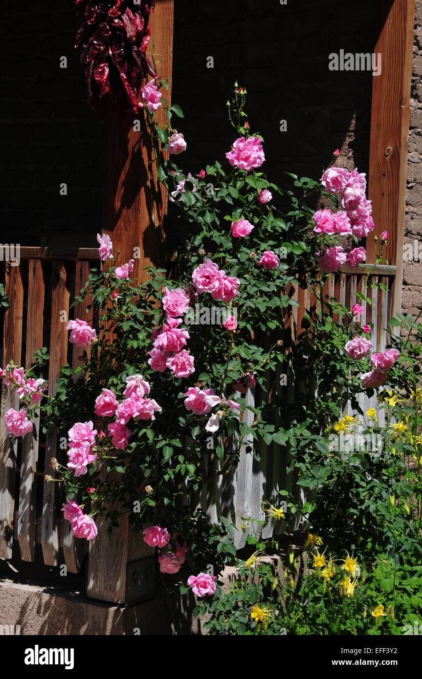 Pink Roses climbing the Porch with Yellow Columbine blooming along the