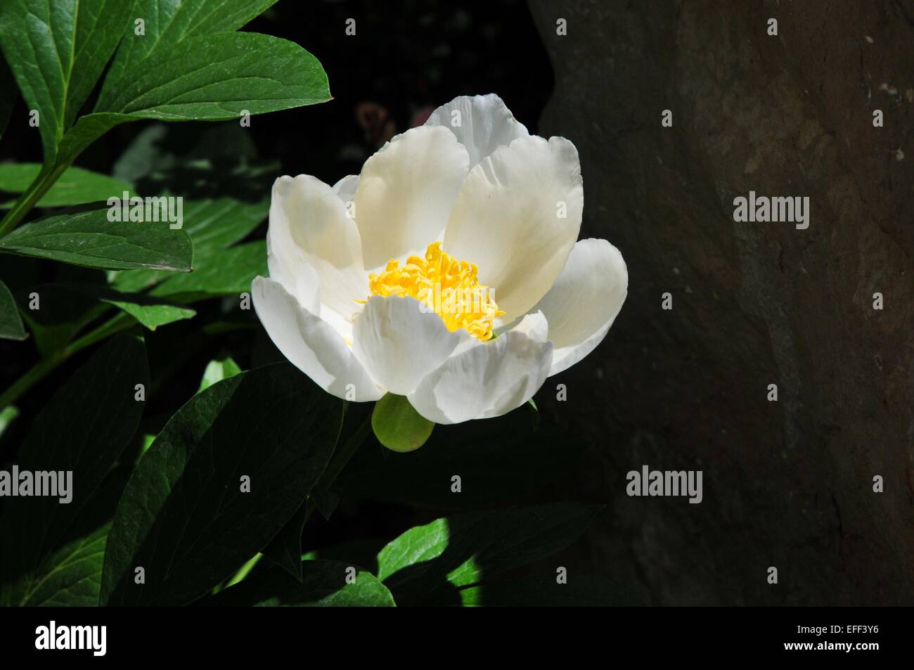 White Rose seeming to float in a black background. Stock Photo