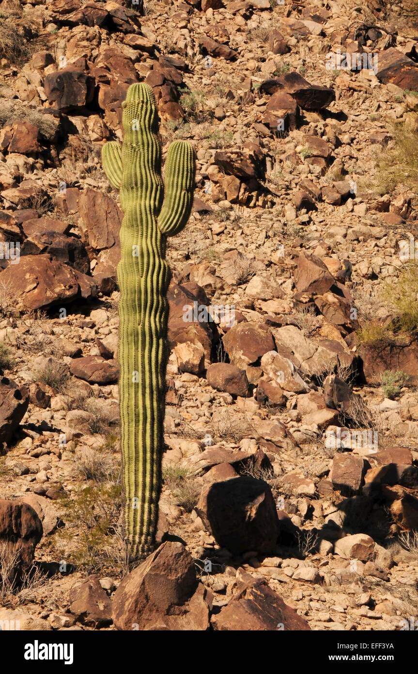 Saguaro cactus standing alone among boulders on hillside Arizona - USA Stock Photo