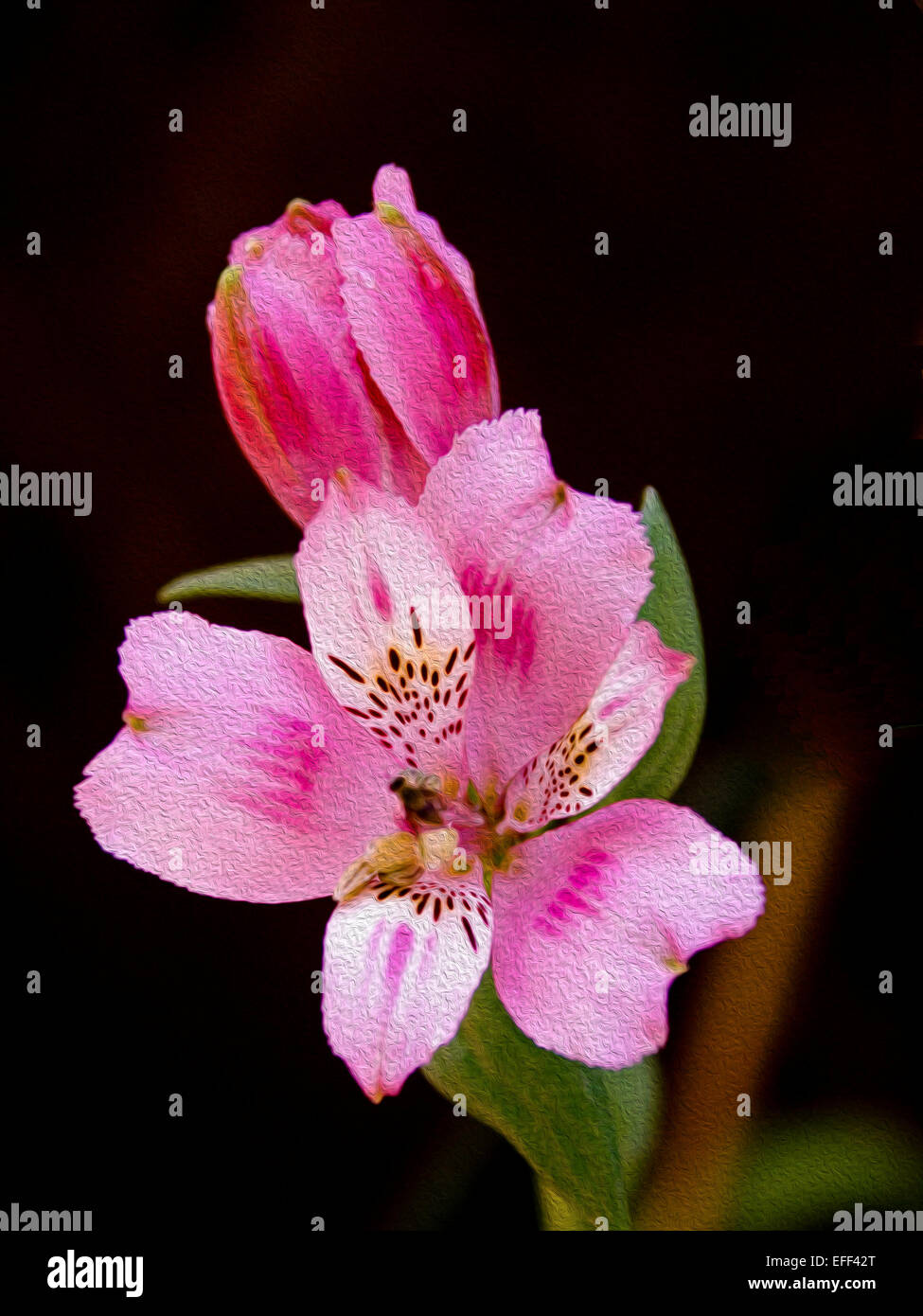 Vivid pink bud and flower with speckled petals of Alstroemeria, Peruvian / princess lily, against black background Stock Photo