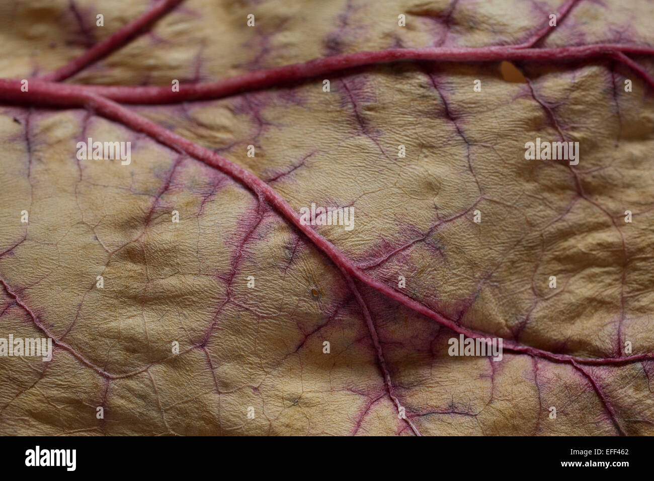 A drying rhubarb leaf shows  red veins in a late summer garden. Stock Photo