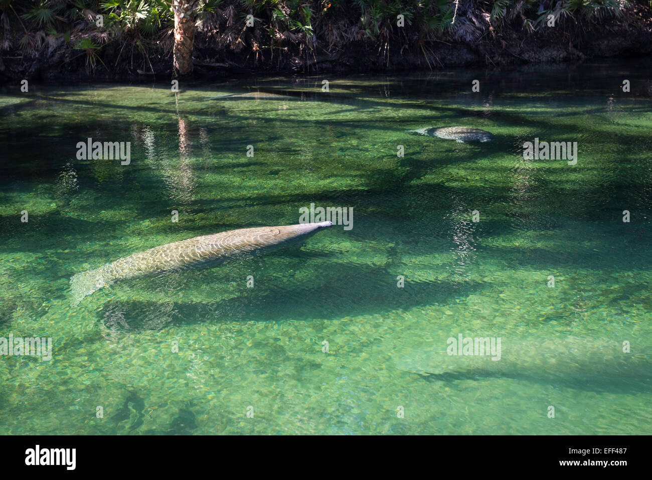 Wild Florida manatee surfacing to take a breath in the warm clear water of Blue Spring State Park, Florida, winter. Stock Photo