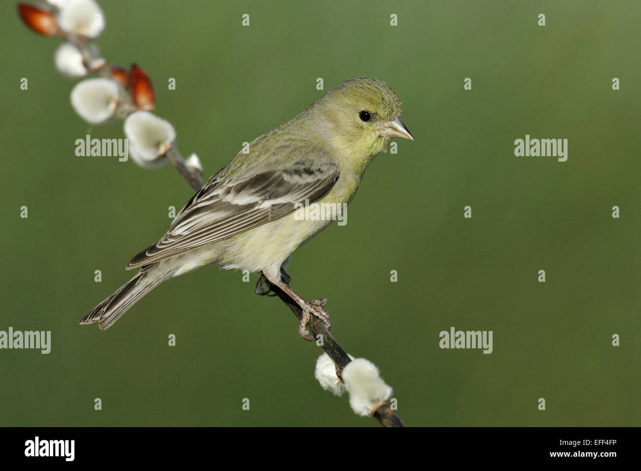 Lesser Goldfinch - Carduelis psaltria - female Stock Photo - Alamy