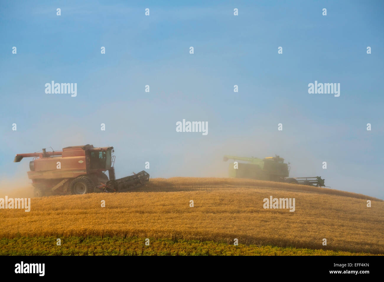 Combines harvesting grain during August in the golden fields of the Palouse region of Washington. USA Stock Photo