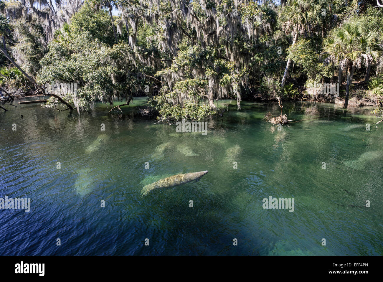Wintering wild West Indian Manatee herd warming themselves in the warm clear waters of the Blue Springs State Park, FL. One is surfacing to breath. Stock Photo