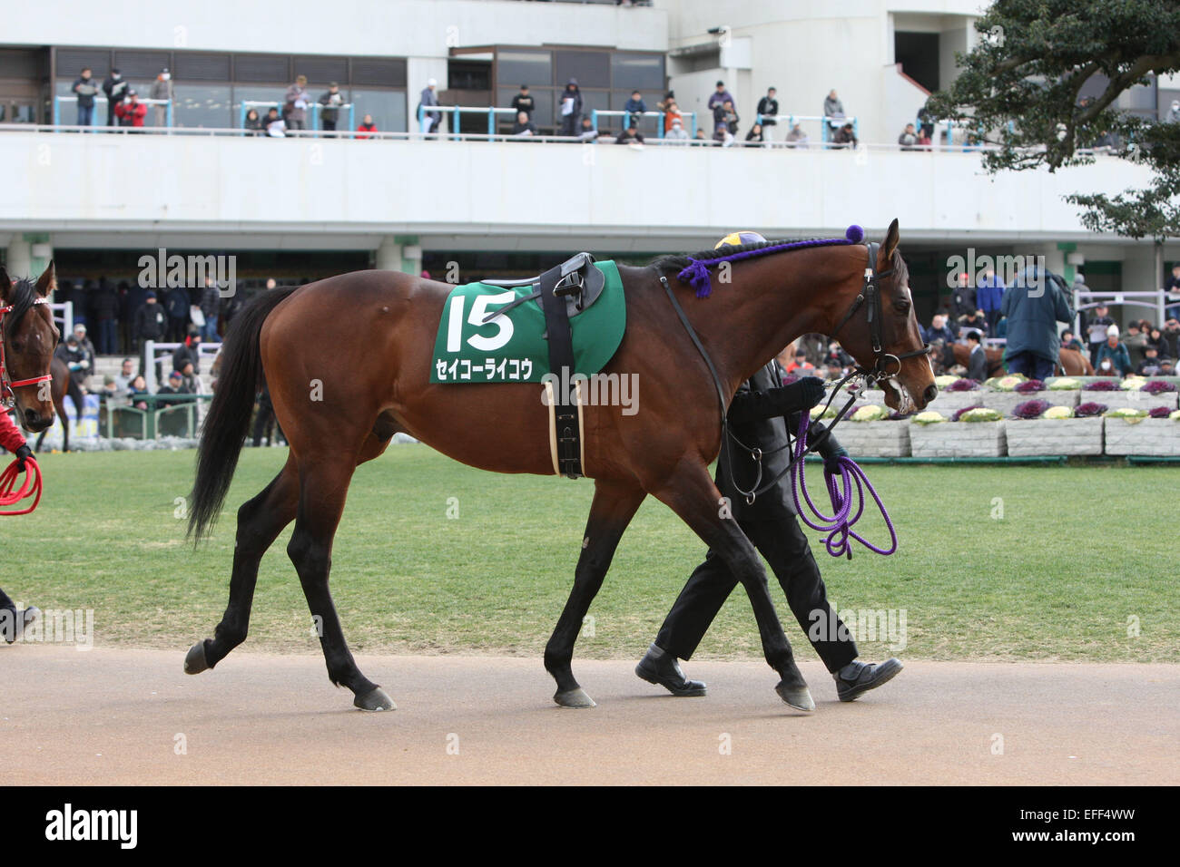 Kyoto, Japan. 1st Feb, 2015. Seiko Raiko Horse Racing : Seiko Raiko is ...