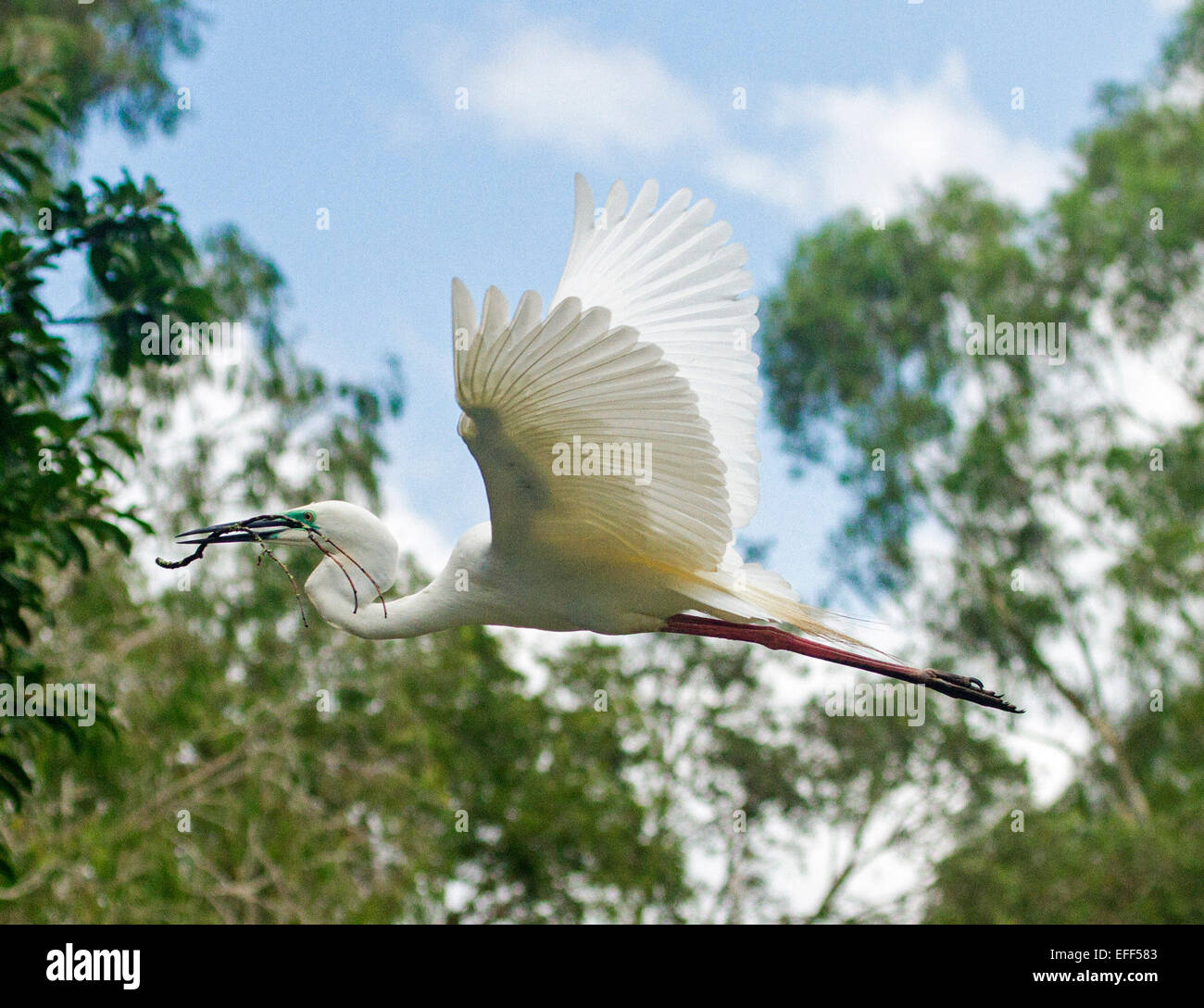 Australian great egret, Ardea modesta, in flight with stick for nest in beak, against background of trees and blue sky Stock Photo