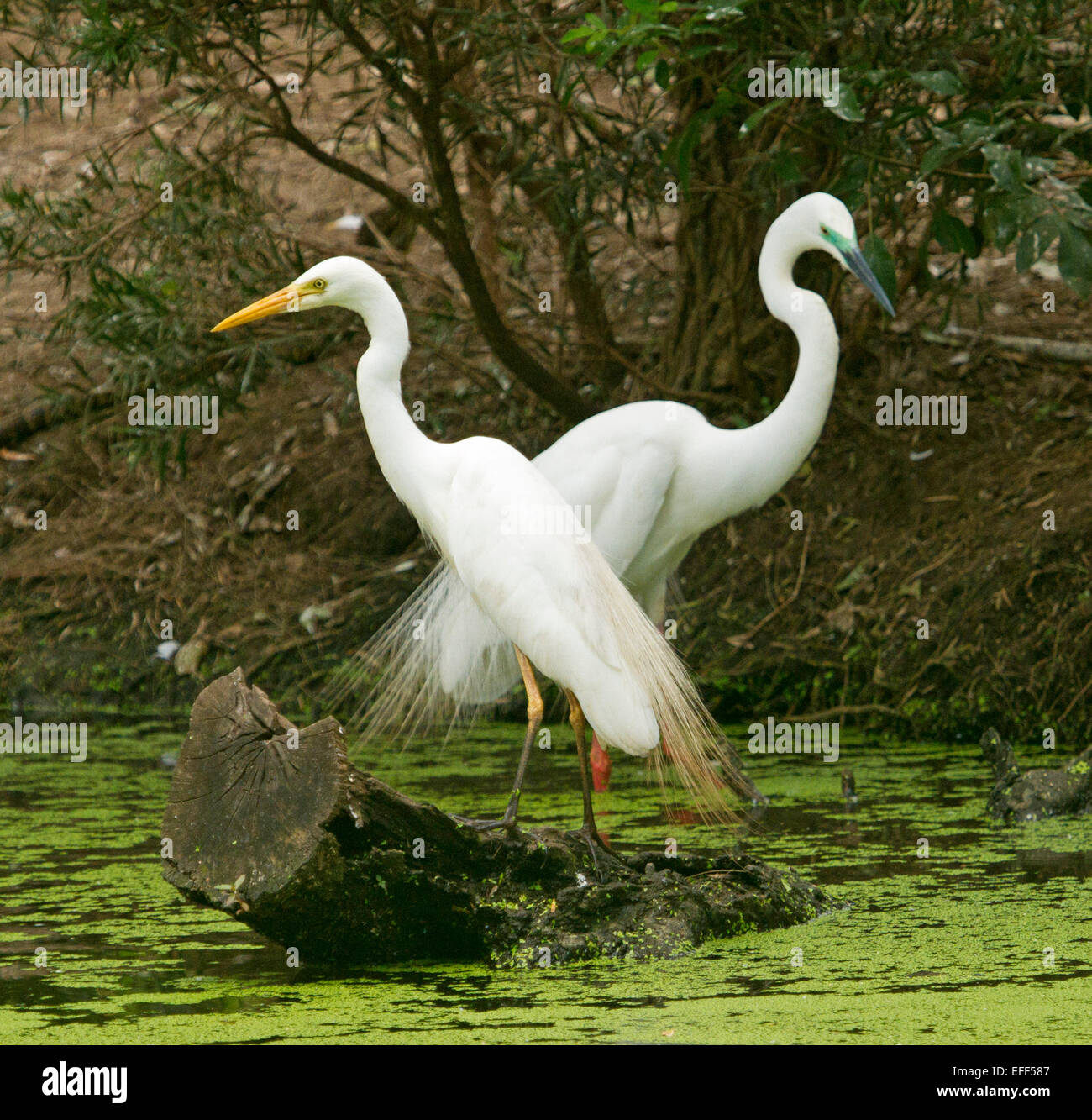 Two Australian great egrets, Ardea modesta, male and female in breeding plumage on log in water of wetlands at rookery Stock Photo