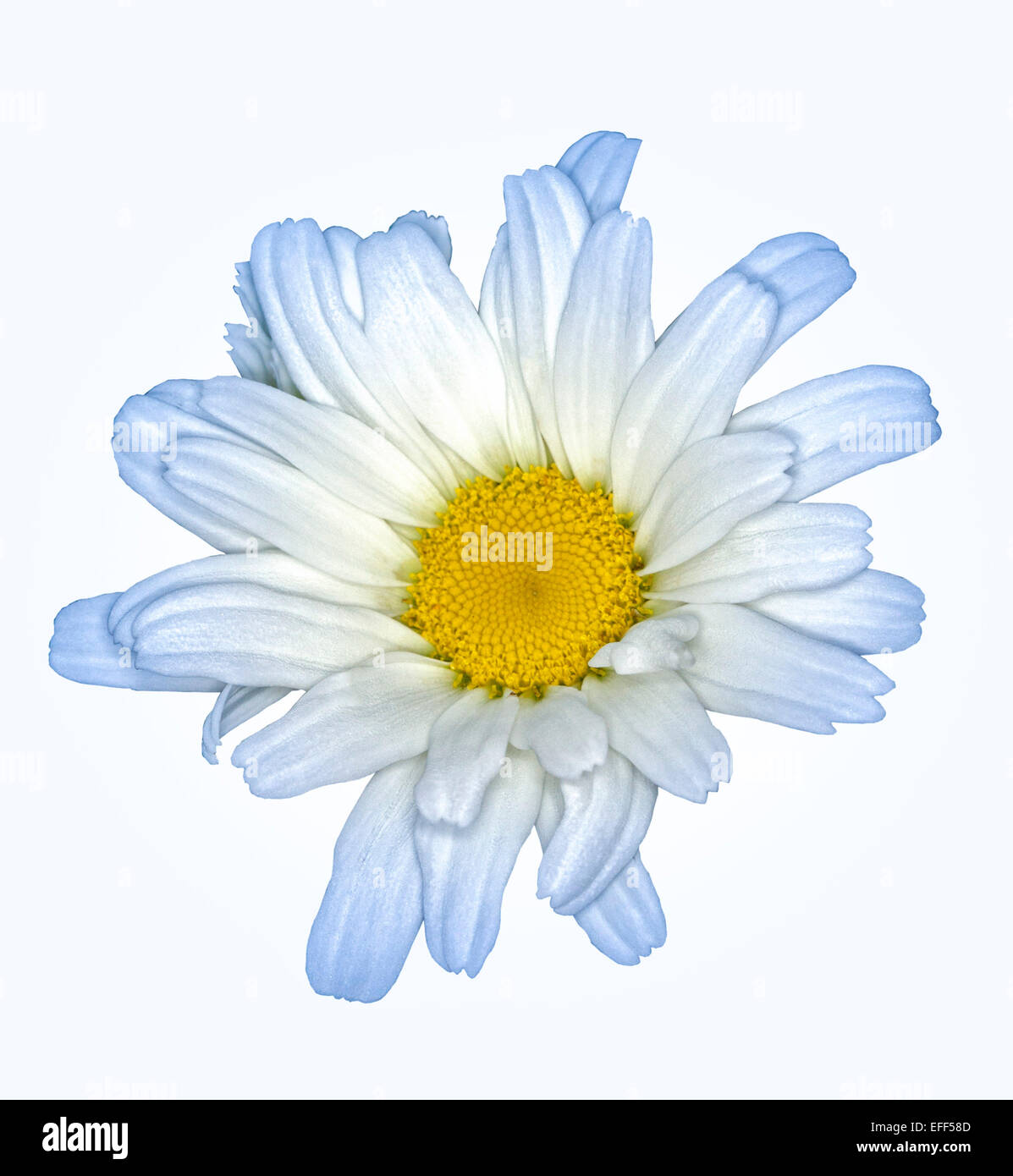 White flower of Leucanthemum 'Daisy May' - Shasta Daisy, with light blue tips to petals, against white background Stock Photo