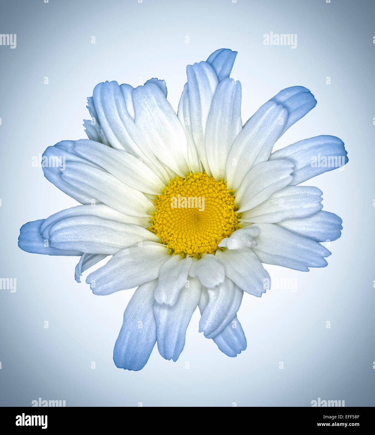 White flower of Leucanthemum 'Daisy May' - Shasta Daisy, with light blue tips to petals, against pale blue background Stock Photo
