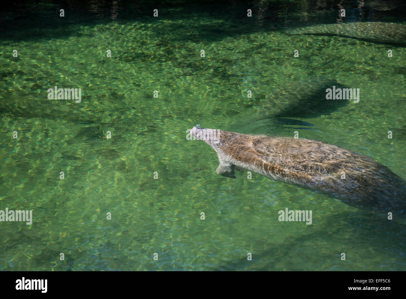 Wild West Indian Manatee blowing bubbles as it surfaces to take a breath as it winters in the warm clear waters of Blue Spring State Park, Florida. Stock Photo