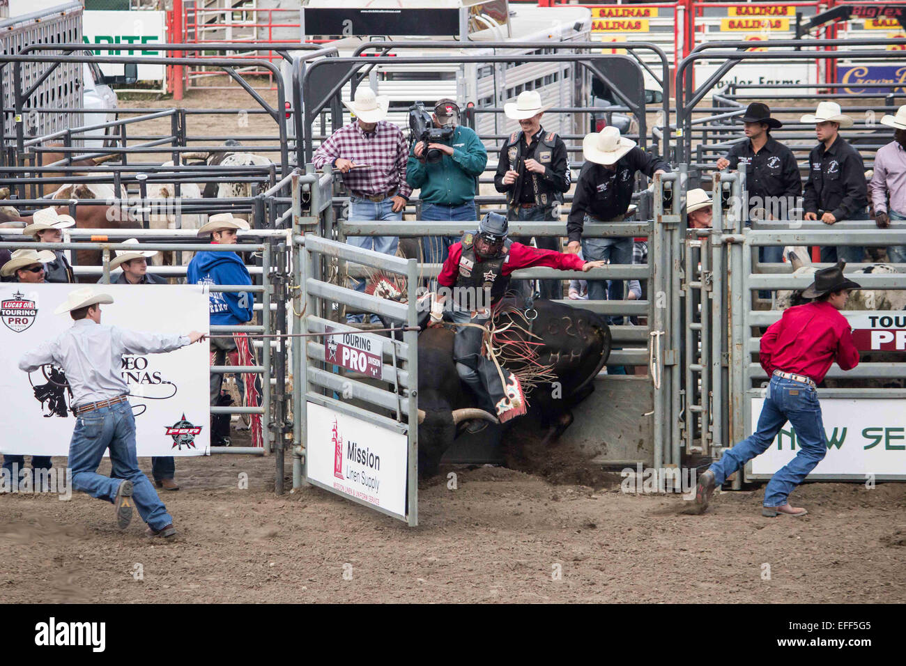 Bull busting hi-res stock photography and images - Alamy